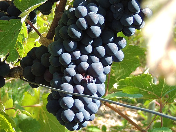 C&eacute;page Pinot noir du Champagne Marie-Liesse Boquet &agrave; Vrigny
