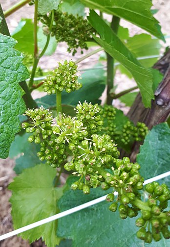 Floraison des vignes du Champagne Marie-Liesse Boquet &agrave; Vrigny