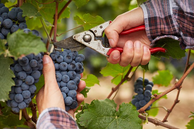 Vendanges manuelles du Champagne Marie-Liesse Boquet &agrave; Vrigny