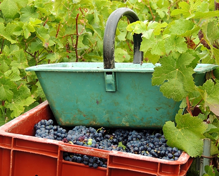Panier de cueillette pour les vendanges du Champagne Marie-Liesse Boquet &agrave; Vrigny
