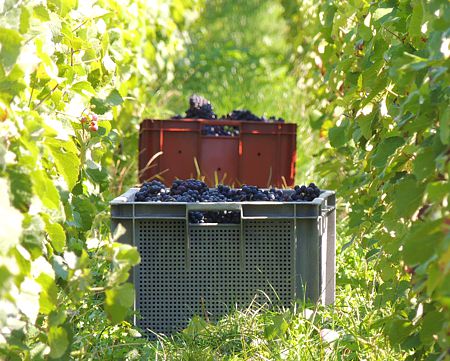 Caisses de Meunier vendang&eacute;s pour le Champagne Marie-Liesse Boquet &agrave; Vrigny