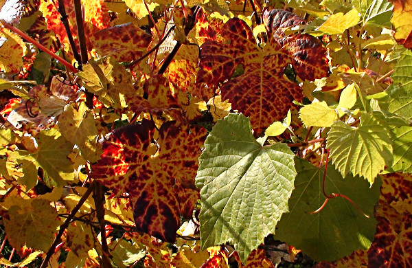 Vignes d'automne dans le vignoble de la Maison familiale Marie-Liesse Boquet &agrave; Vrigny