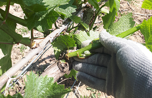 Ebourgeonnage dans le vignoble de la Maison familiale Marie-Liesse Boquet &agrave; Vrigny