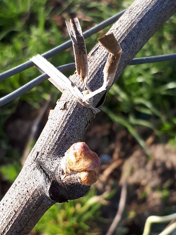 Liage des sarments de vigne de la Maison familiale Marie-Liesse Boquet &agrave; Vrigny
