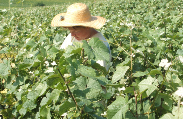 Palissage dans le vignoble de la Maison familiale Marie-Liesse Boquet &agrave; Vrigny