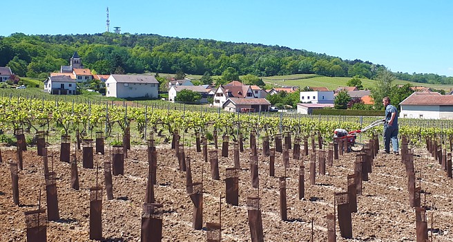 Plantation de nouvelles vignes dans le vignoble de la Maison familiale Marie-Liesse Boquet &agrave; Vrigny