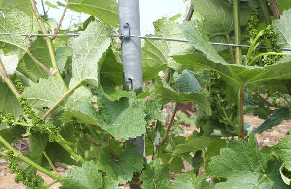 Relevage de la vigne dans le vignoble de la Maison familiale Marie-Liesse Boquet &agrave; Vrigny
